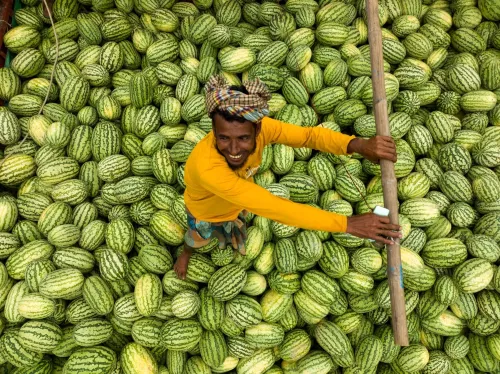 Watermelon transporter  120x180 cm