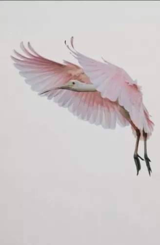 Roseate Spoonbill  80x120 cm