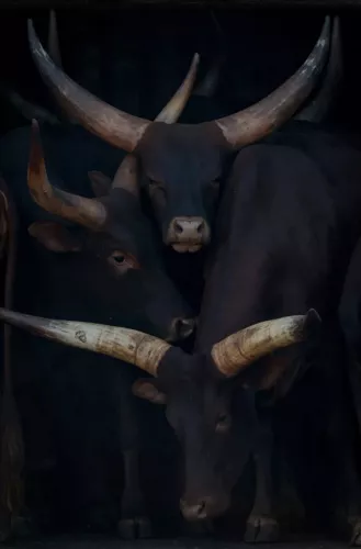 Watusi family portrait 120x180 cm