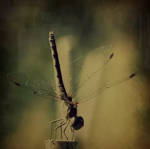 MondiLab Ballet  100x100 cm (106571)