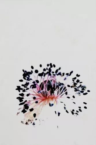 MondiLab Seeds  120x180 cm (106579)