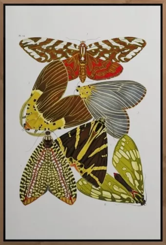 Butterfly family  120x180 cm
