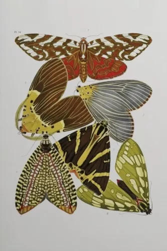 MondiLab Butterfly family  120x180 cm (106664)