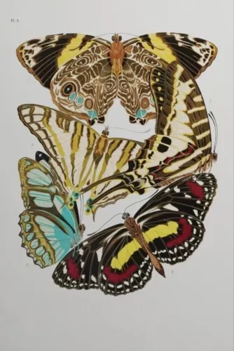 Flying around  80x120 cm