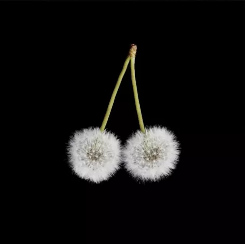 Cherry Wish 100x100 cm