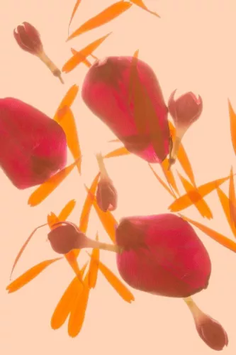 Leaves in love  80x120 cm