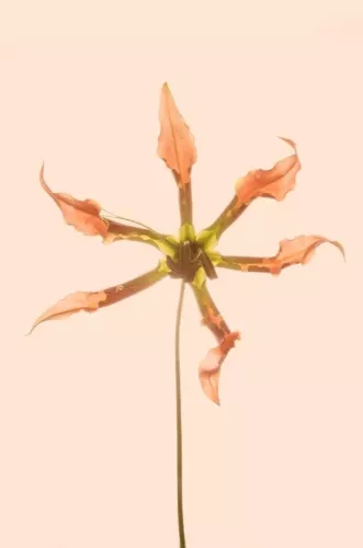 MondiLab Dancing foliage  120x180 cm (106934)