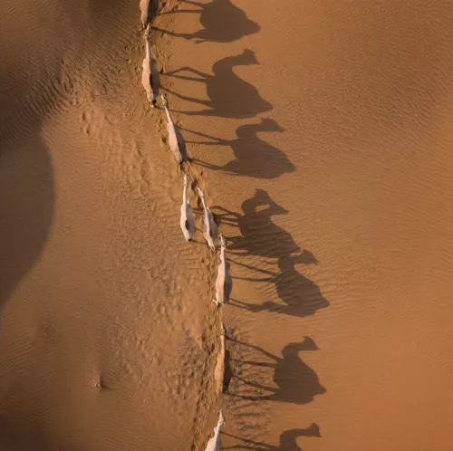 MondiLab Camel Race  100x100 cm (107186)