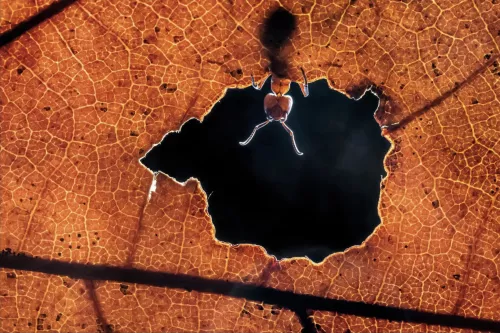 Antz  80x120 cm