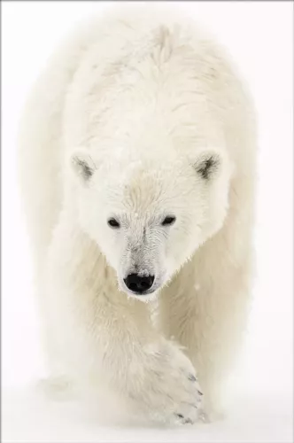 Polar Stroll  120x180 cm
