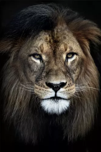 MondiLab Strong Lion 120x180 cm (107295)