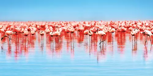 MondiLab Flamingo a lot  (100224)