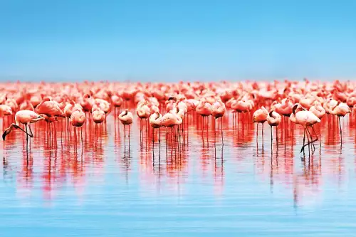 MondiLab Flamingo a lot  (100224)